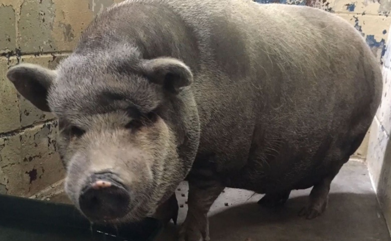 Γουρούνι 130 κιλών επιτέθηκε και έκοψε κομμάτι από τη σάρκα ανήλικου